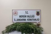 JANDARMADAN UYUŞTURUCU MADDE OPERASYONU