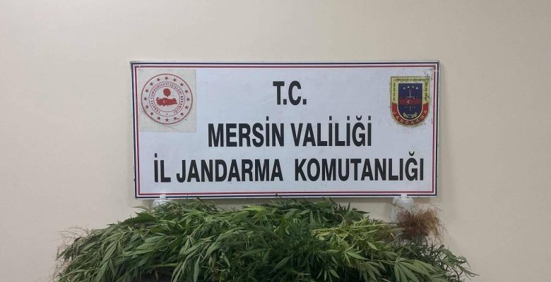 JANDARMADAN UYUŞTURUCU MADDE OPERASYONU