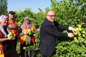 Türkiye’nin Limon Deposunda Hasat Sezonu Başladı