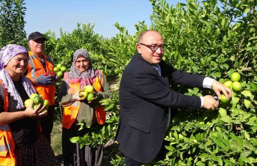 Türkiye’nin Limon Deposunda Hasat Sezonu Başladı