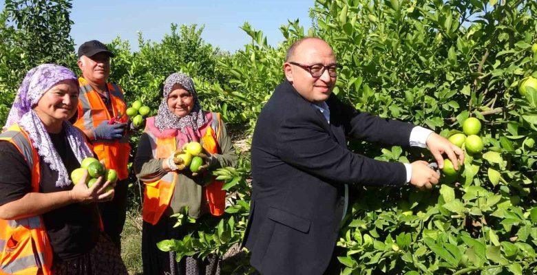 Türkiye’nin Limon Deposunda Hasat Sezonu Başladı