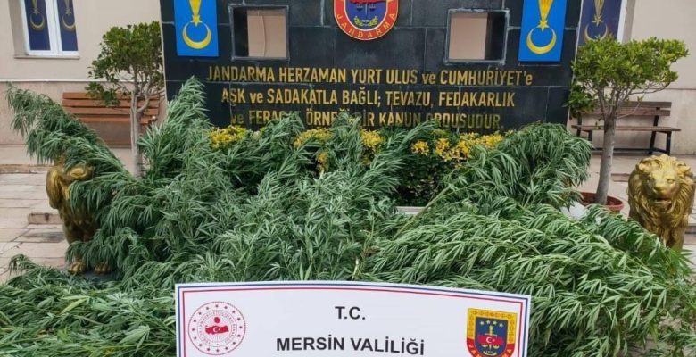 UYUŞTURUCU MADDE OPERASYONU, 3 GÖZALTI