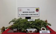 JANDARMADAN UYUŞTURUCU OPERASYONU: 1 TUTUKLU