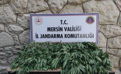 JANDARMADAN UYUŞTURUCU MADDE OPERASYONU