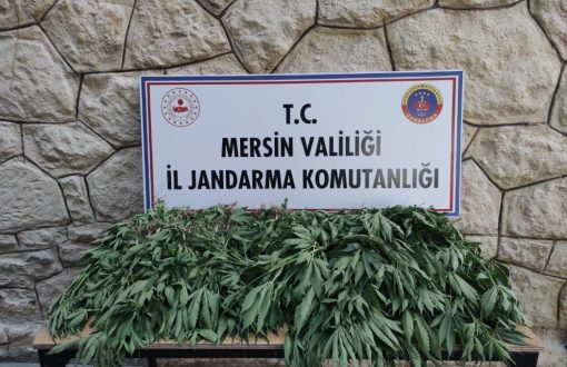 JANDARMADAN UYUŞTURUCU MADDE OPERASYONU