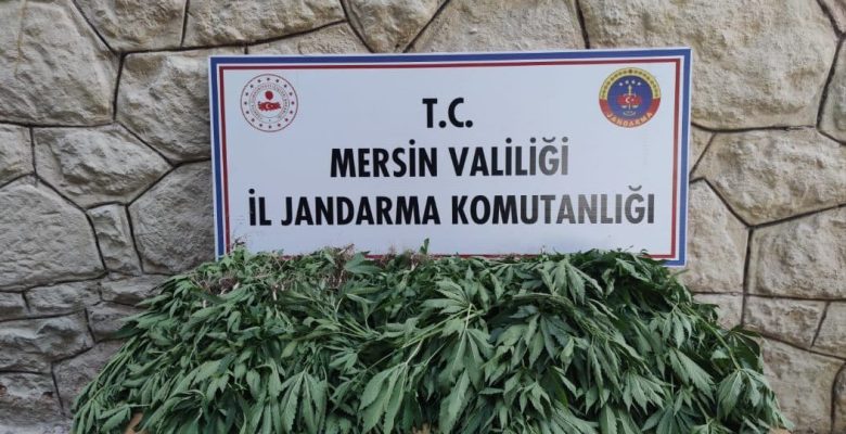 JANDARMADAN UYUŞTURUCU MADDE OPERASYONU